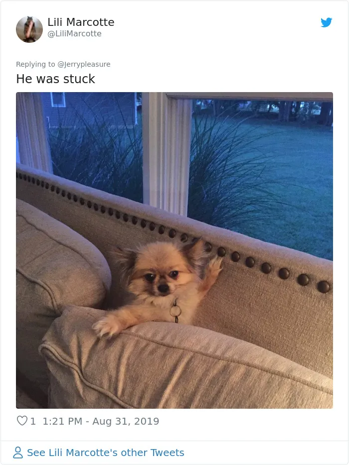 Someone Asked Twitter Users To Share Their Last Dog Pictures And The Responses Are Absolutely Pawsome