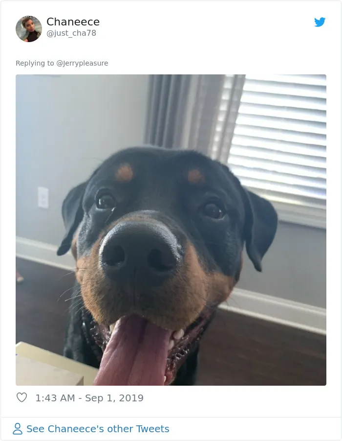 Someone Asked Twitter Users To Share Their Last Dog Pictures And The Responses Are Absolutely Pawsome