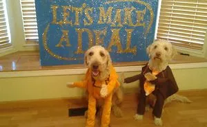 I Really Dress My Dogs Up For Halloween.