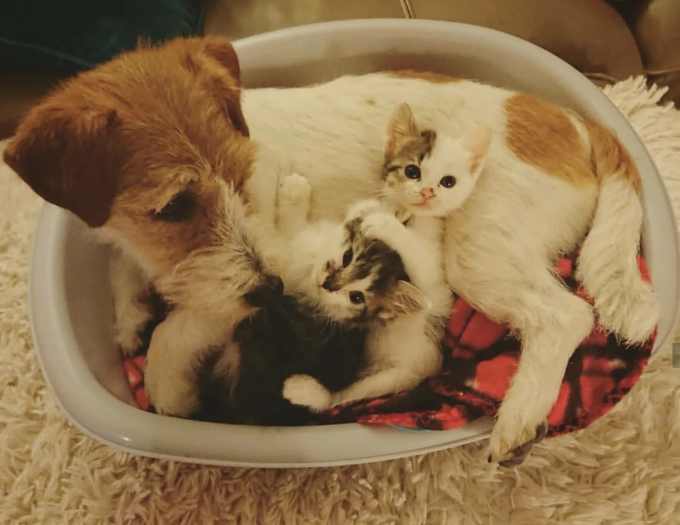 Two Dogs Raising Dozens Of Foster Kittens