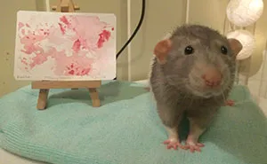 If You Haven't Smiled Today, Meet Darius, The Rat Who Was Taught To Paint
