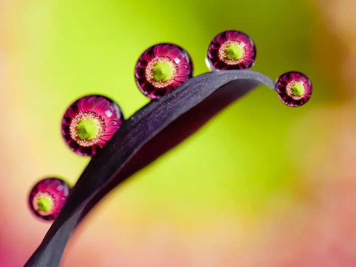 Water Droplets