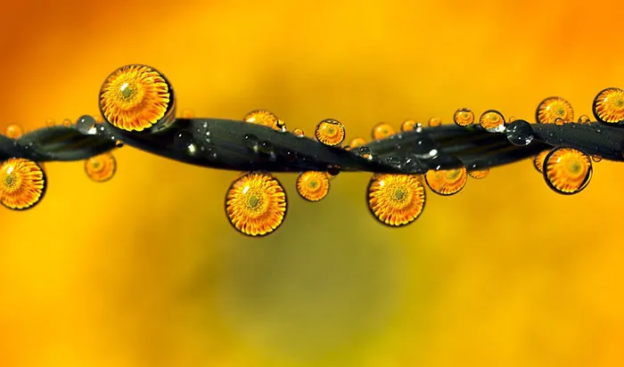Water Droplets