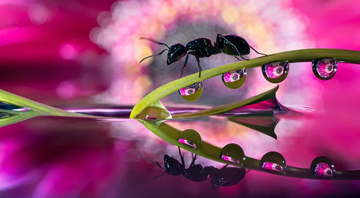 Water Droplets