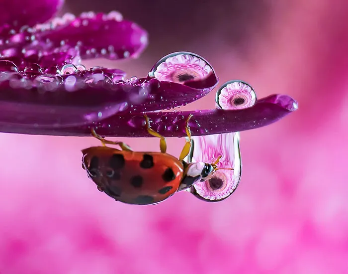 Water Droplets