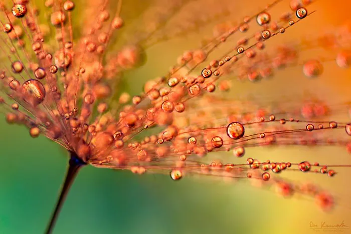 Water Droplets