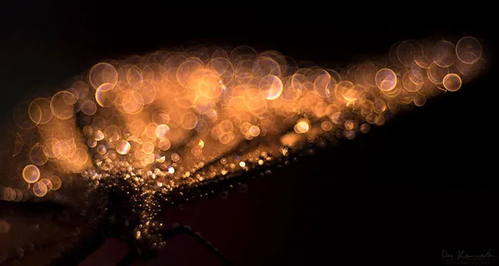 Golden Infinity
