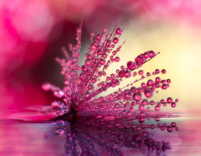 Daisy Dreams