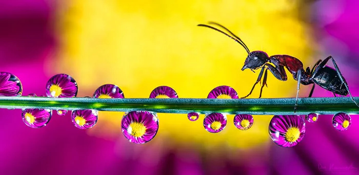 Jewels Of Summer