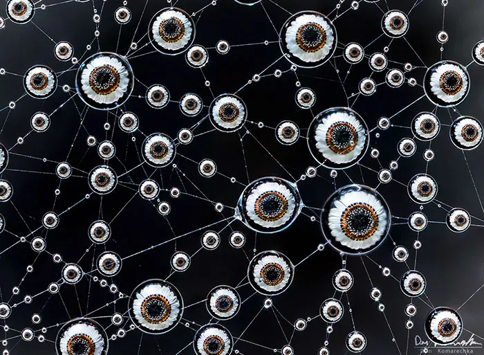 Eyes Of Nature