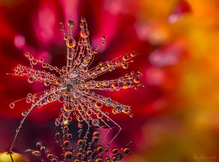 Water Droplets