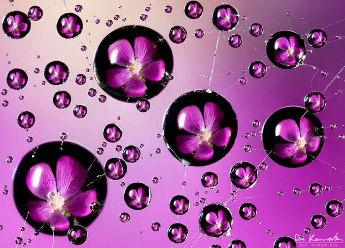 Water Blossoms