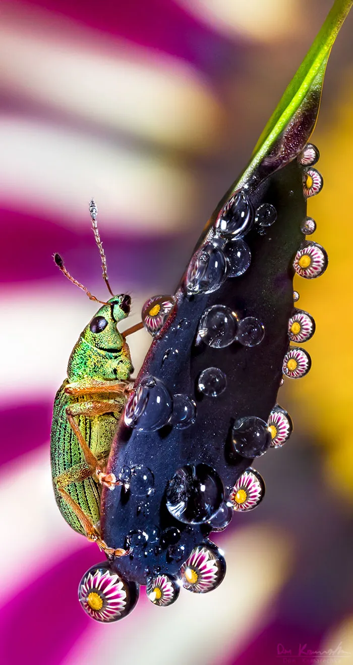 Water Droplets