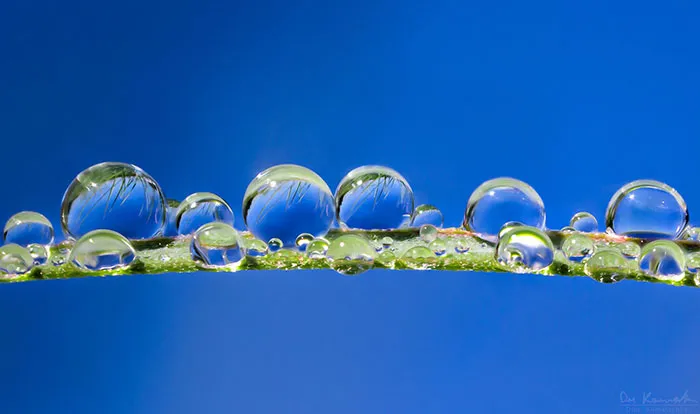 Sundrops