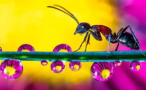 30 Mesmerizing Water Droplet Photos By A Macro Photographer