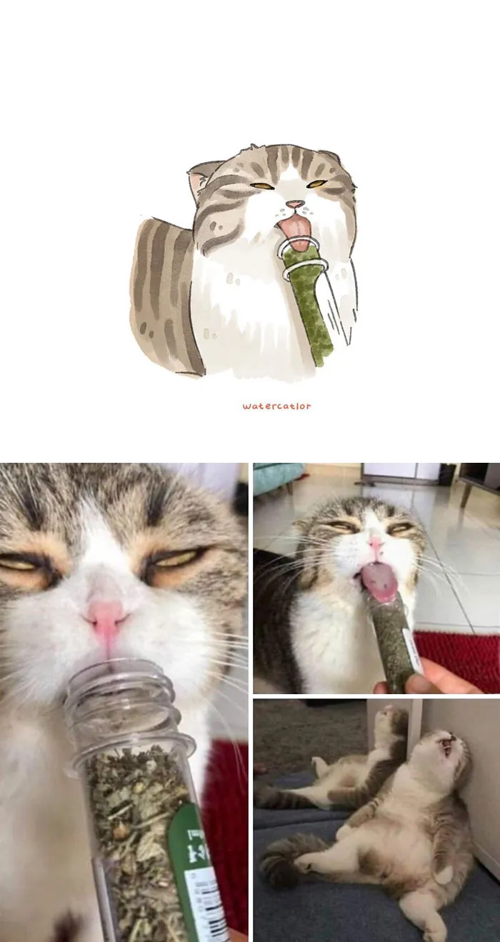 30 Of The Funniest Internet-Famous Cat Pics Get 'Watercolorized' By Amelia Rizky