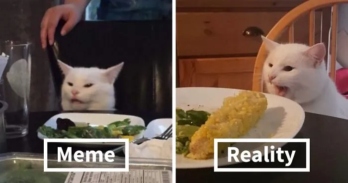 Turns Out, The Pawsome Cat From 'Woman Yelling At A Cat' Meme Is Named Smudge And His Instagram Is Adorable