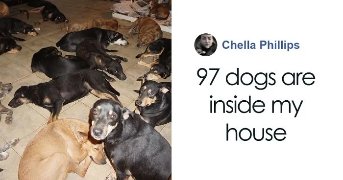 Woman Shelters 97 Stray Dogs In Her House While A Category 5 Storm Rages Outside