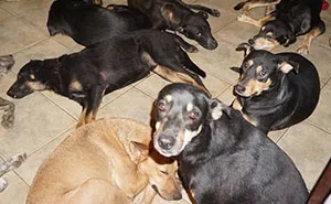 Woman Shelters 97 Stray Dogs In Her House While A Category 5 Storm Rages Outside
