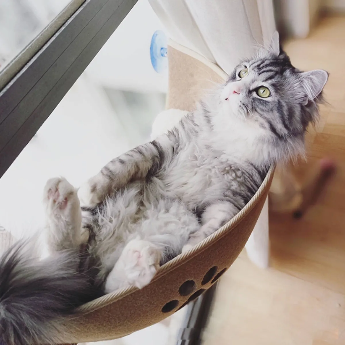 Companies Create Utensils For Our Lovely Pets And You Will Want Some For Yours