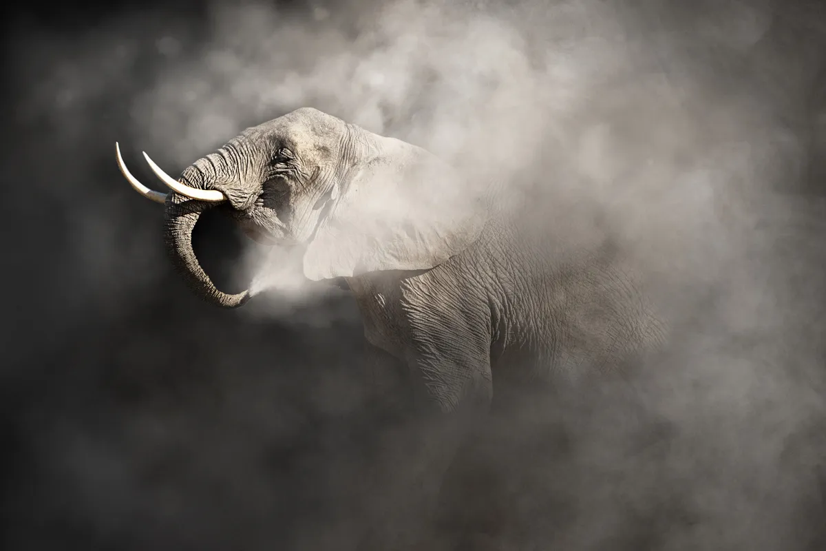 Don't Leave These Endangered Animals In The Dust