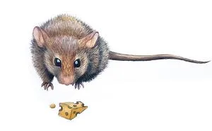 Cute Mouse 🐭 Drawing  By 11-Year-Old Child Artist