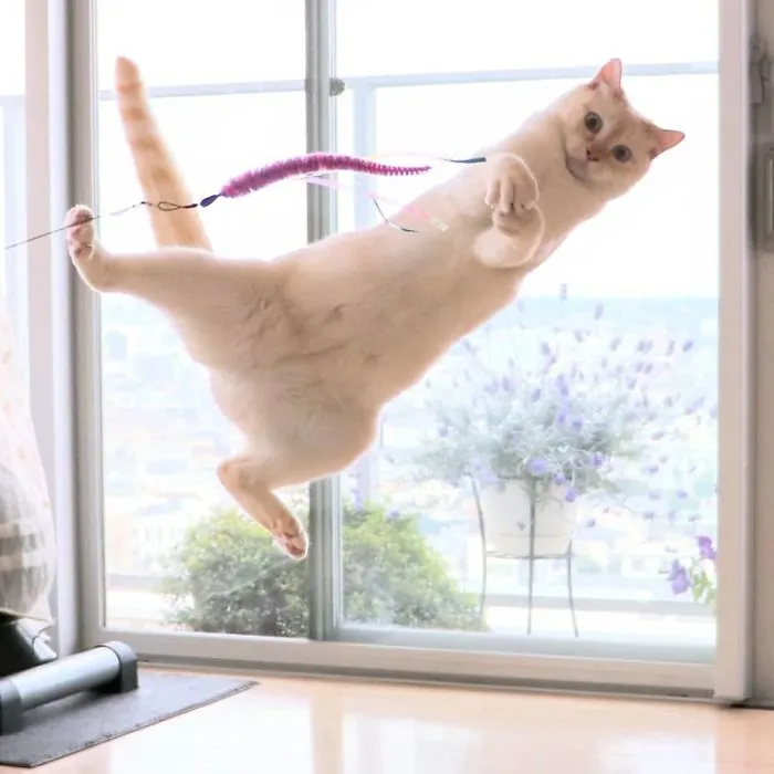 This "Dancing" Cat From Japan Has Some Serious Moves