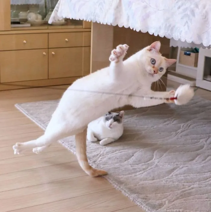 This "Dancing" Cat From Japan Has Some Serious Moves