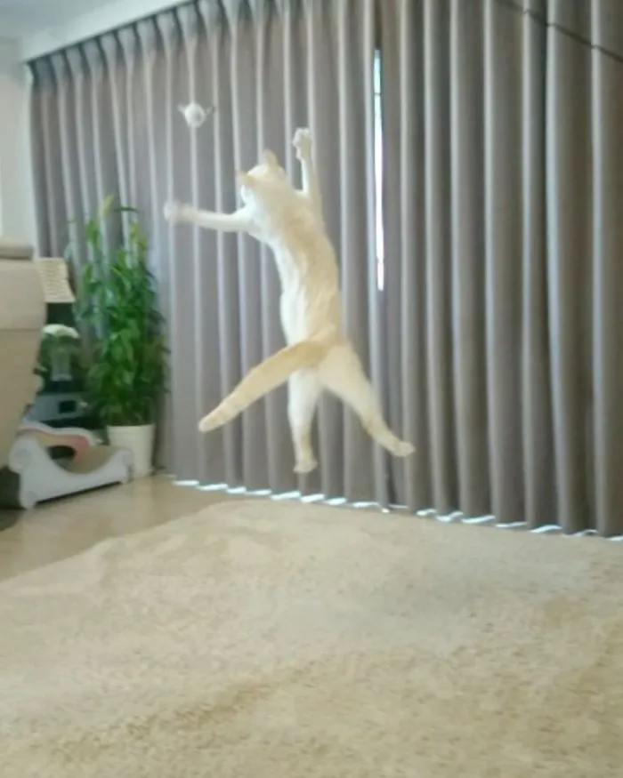 This "Dancing" Cat From Japan Has Some Serious Moves