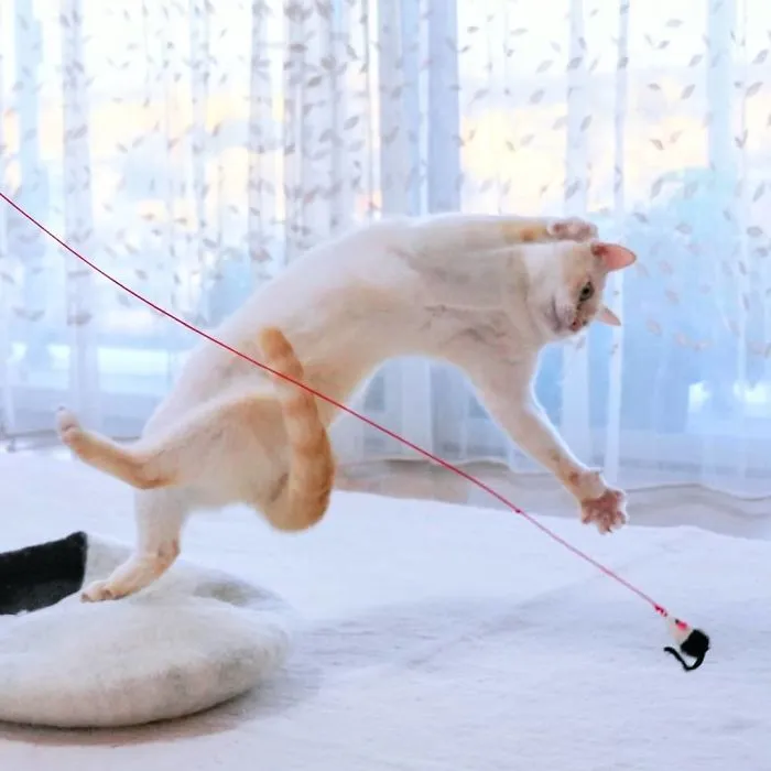 This "Dancing" Cat From Japan Has Some Serious Moves
