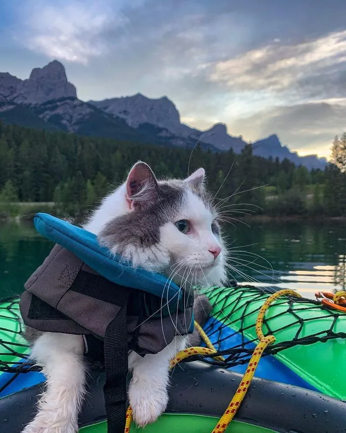 This Is Gary, The Meowntaineering Rescue Cat And His Adventures Are Adorable