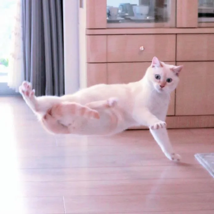 This "Dancing" Cat From Japan Has Some Serious Moves