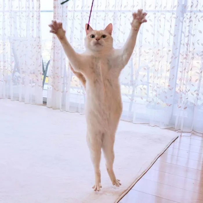 This "Dancing" Cat From Japan Has Some Serious Moves