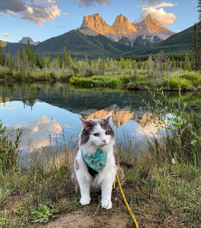 This Is Gary, The Meowntaineering Rescue Cat And His Adventures Are Adorable