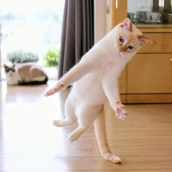 This "Dancing" Cat From Japan Has Some Serious Moves