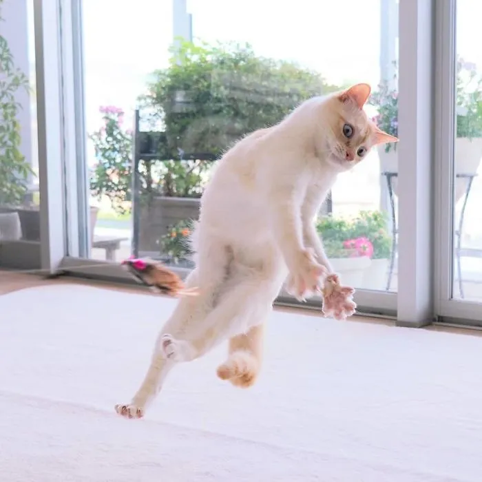 This "Dancing" Cat From Japan Has Some Serious Moves