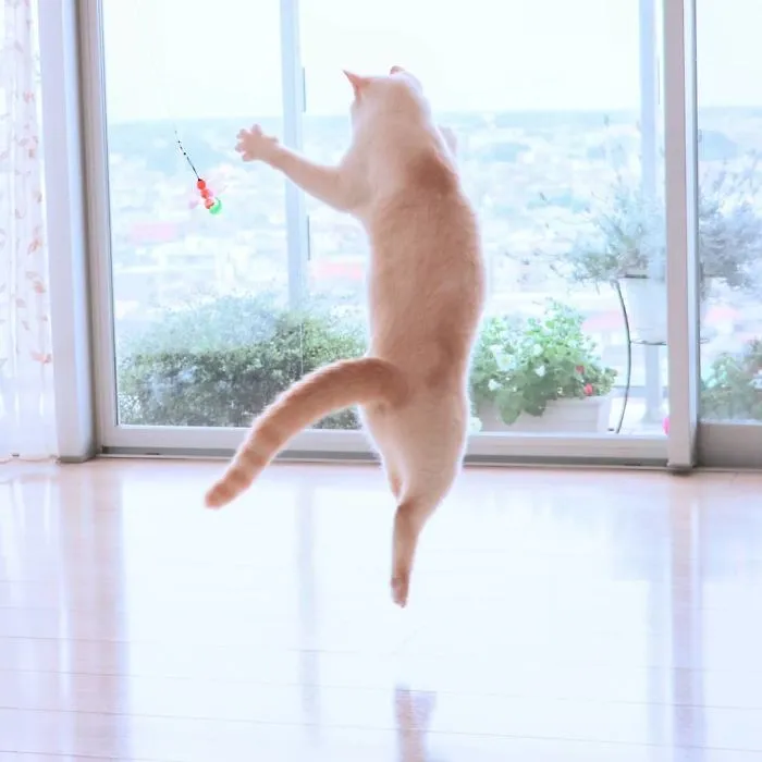 This "Dancing" Cat From Japan Has Some Serious Moves