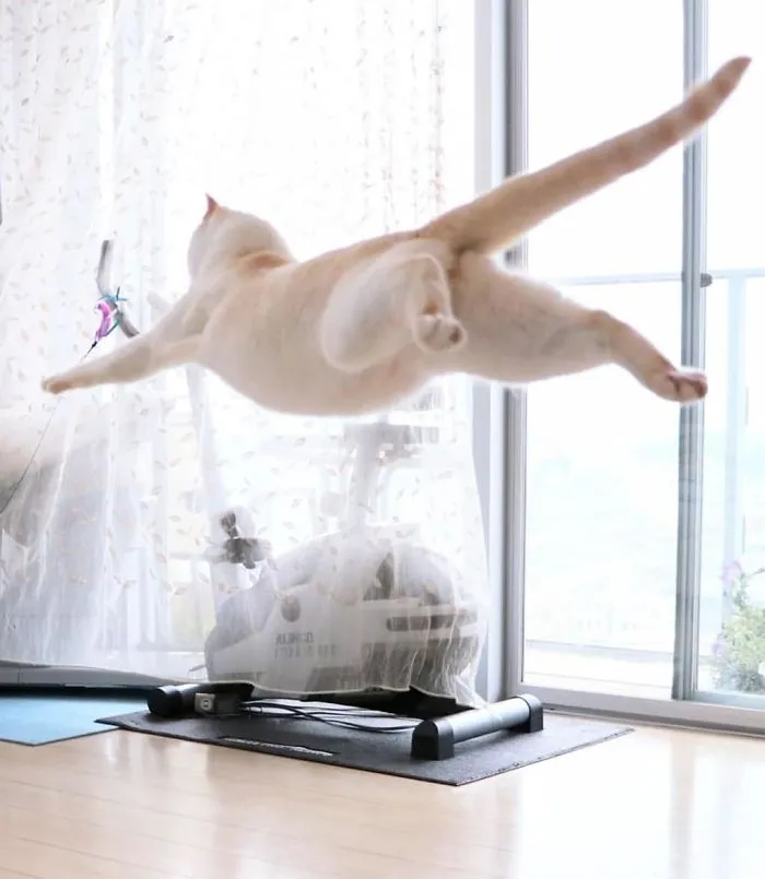 This "Dancing" Cat From Japan Has Some Serious Moves