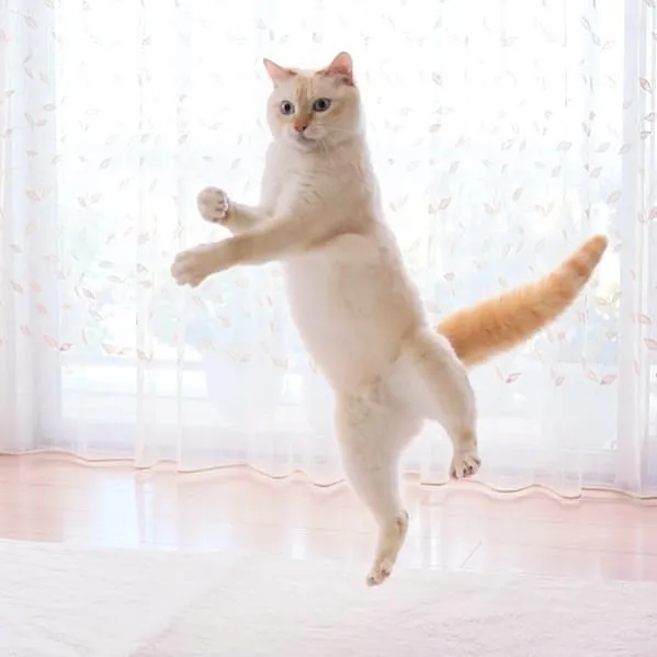 This "Dancing" Cat From Japan Has Some Serious Moves