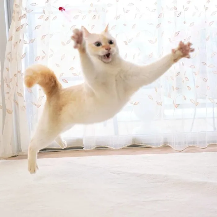 This "Dancing" Cat From Japan Has Some Serious Moves