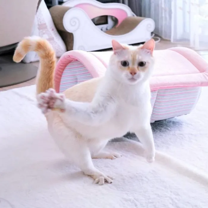This "Dancing" Cat From Japan Has Some Serious Moves