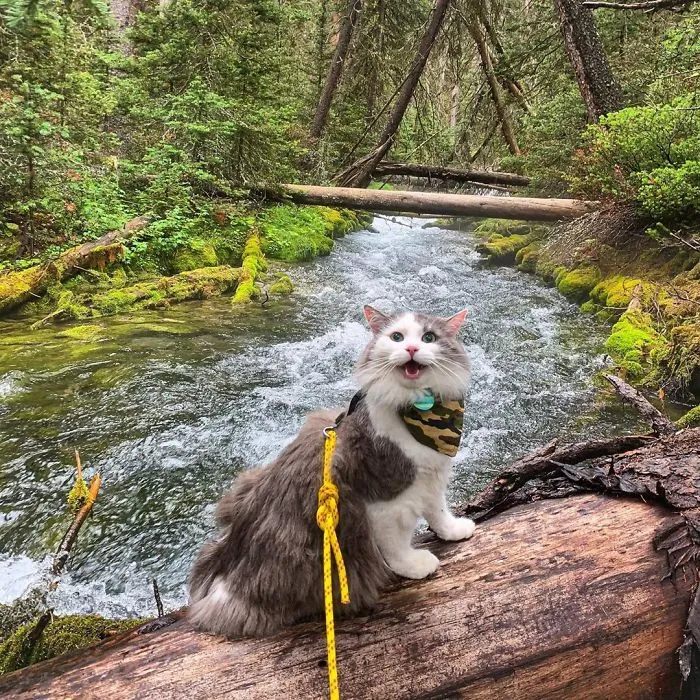 This Is Gary, The Meowntaineering Rescue Cat And His Adventures Are Adorable