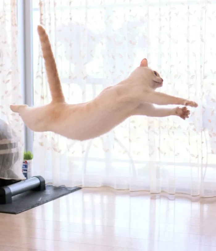 This "Dancing" Cat From Japan Has Some Serious Moves