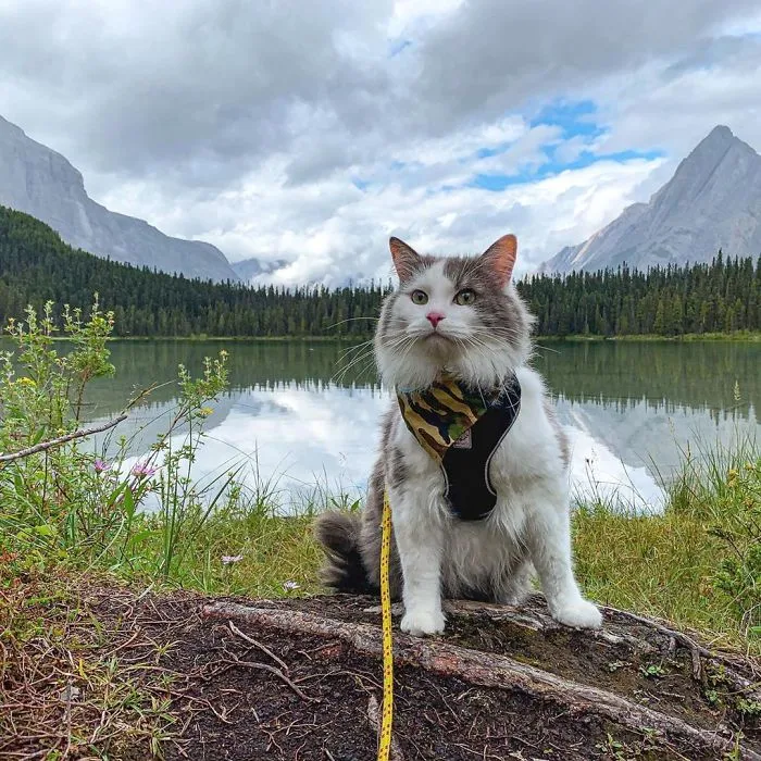 This Is Gary, The Meowntaineering Rescue Cat And His Adventures Are Adorable