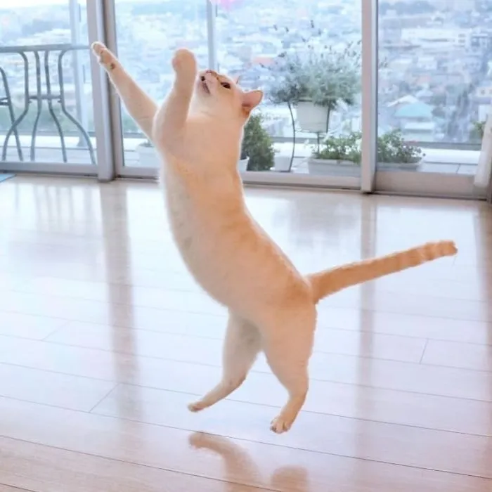 This "Dancing" Cat From Japan Has Some Serious Moves