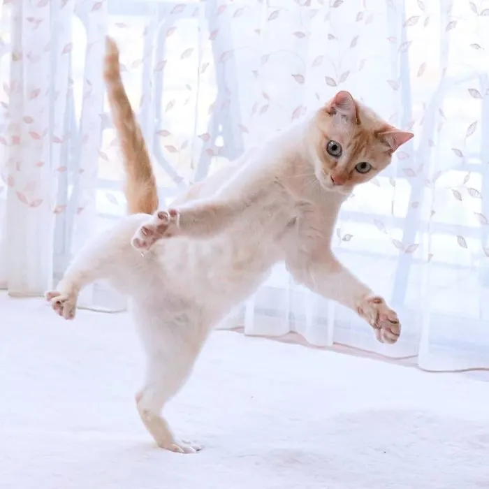 This "Dancing" Cat From Japan Has Some Serious Moves