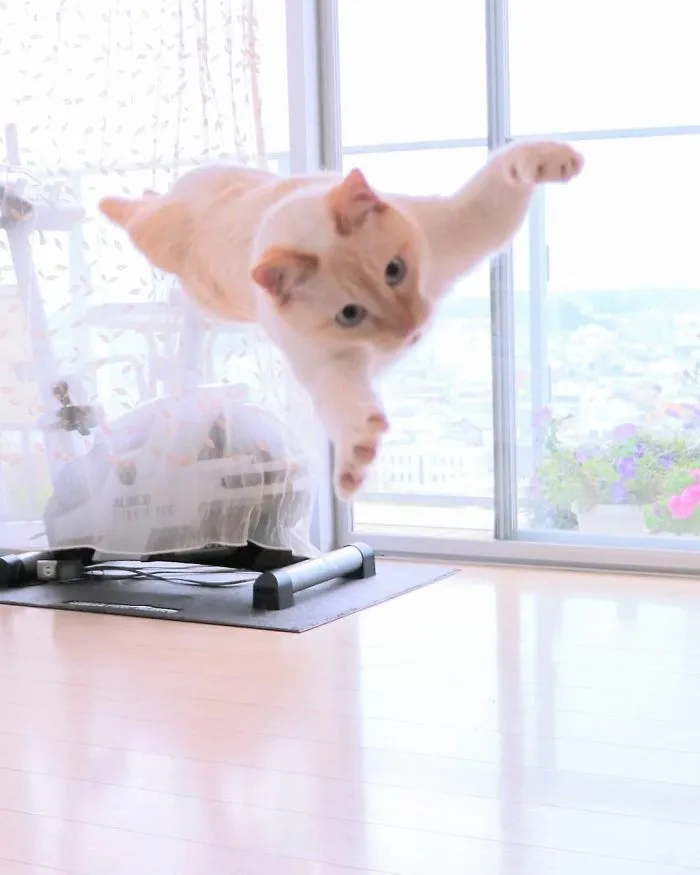 This "Dancing" Cat From Japan Has Some Serious Moves
