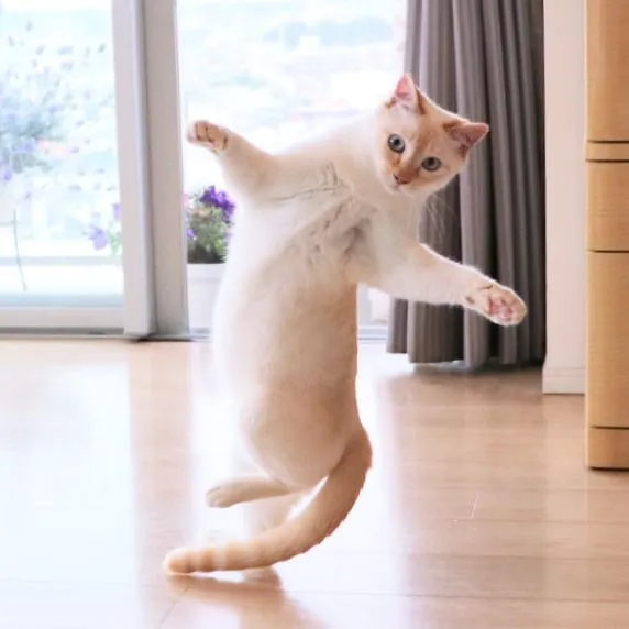 This "Dancing" Cat From Japan Has Some Serious Moves