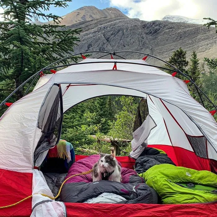 This Is Gary, The Meowntaineering Rescue Cat And His Adventures Are Adorable