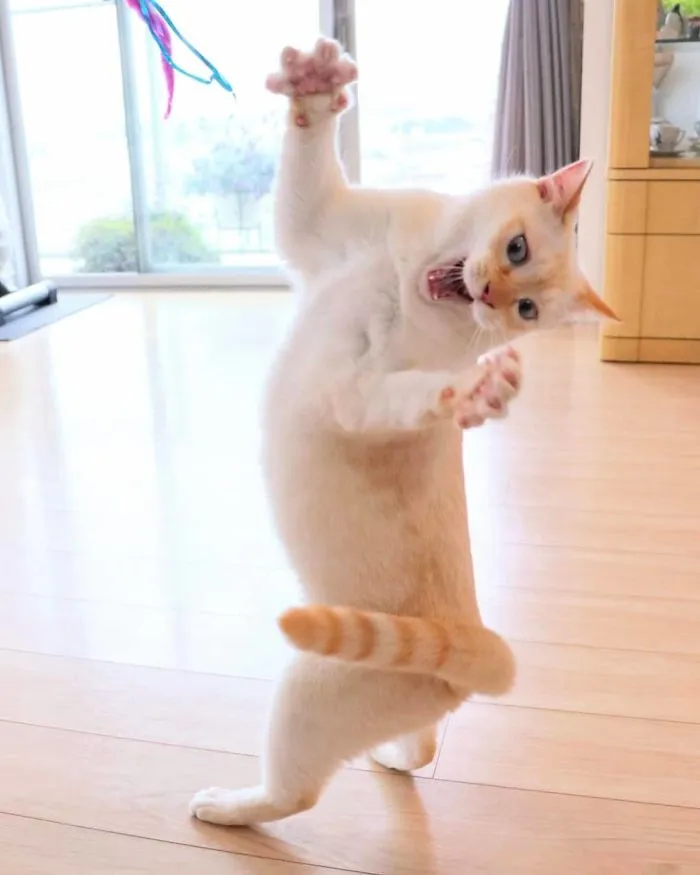 This "Dancing" Cat From Japan Has Some Serious Moves